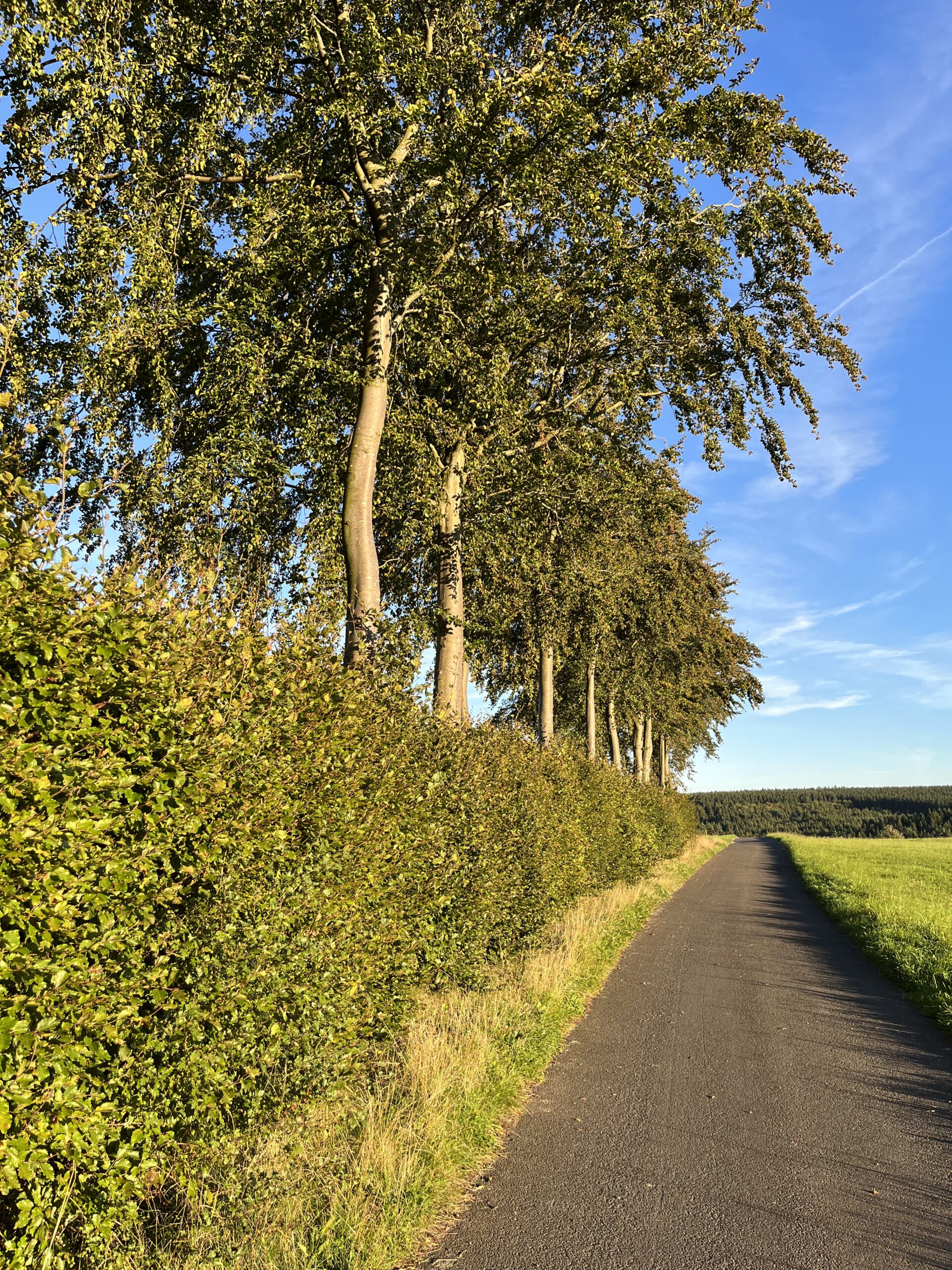 hoefen-Weg Wanderweg zum Wald in Höfen